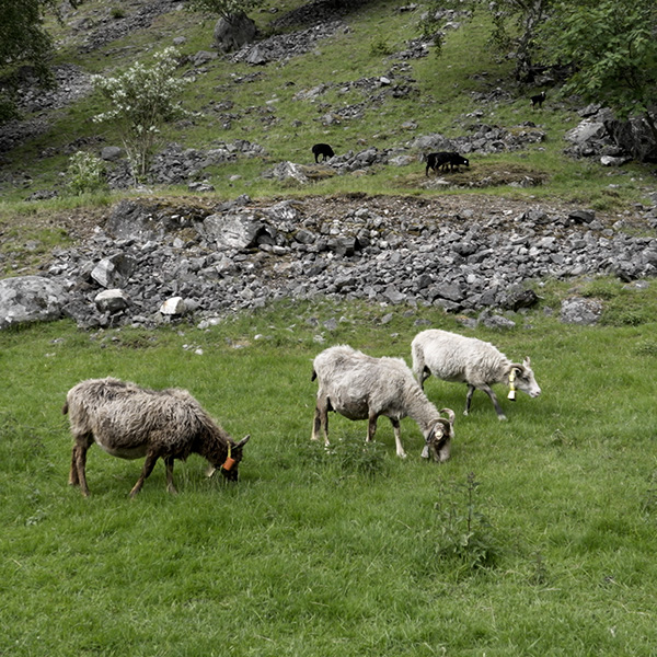 Flåm, Norway, Fjord, Stegastein, Aurlandsfjord